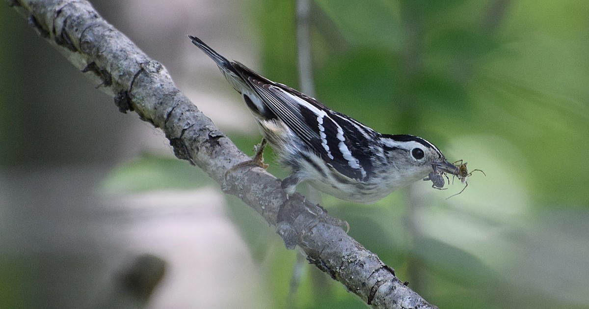 Black-and-white Warbler - ML463214661