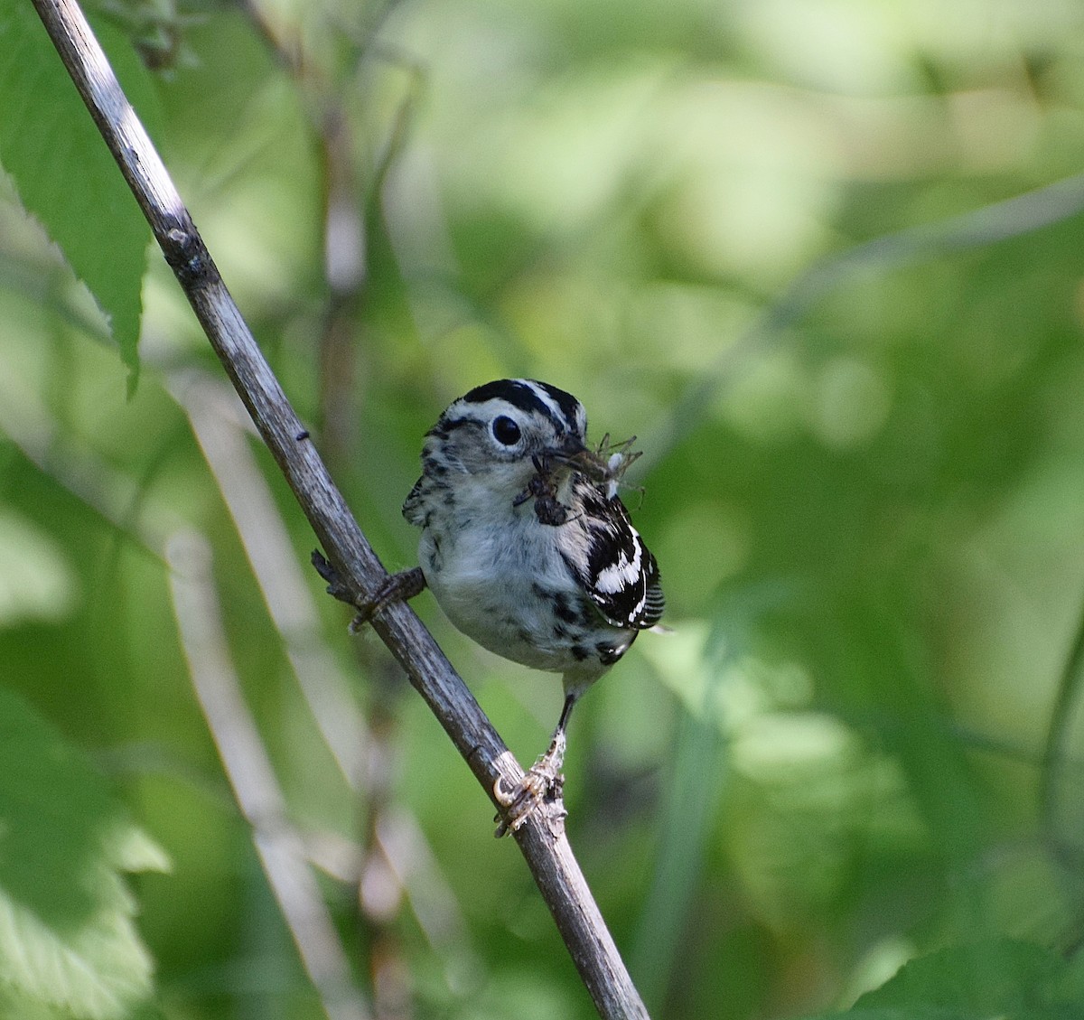 Black-and-white Warbler - ML463214671