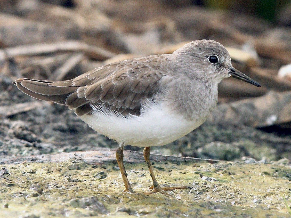Temminck's Stint - Calidris temminckii - Birds of the World