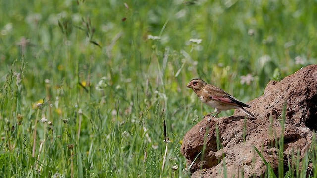 Crimson-winged Finch (Eurasian) - ML463218191