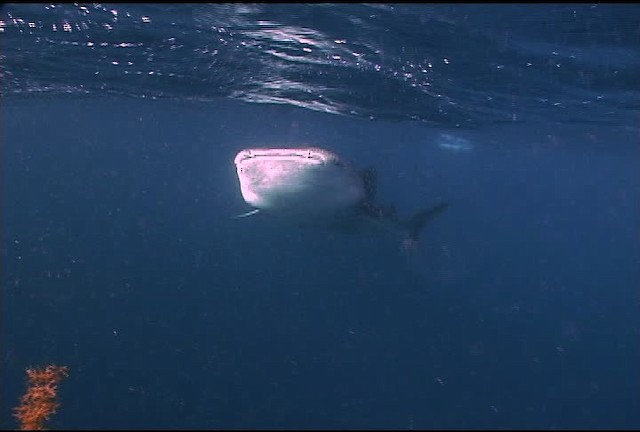 Whale Shark - ML463219