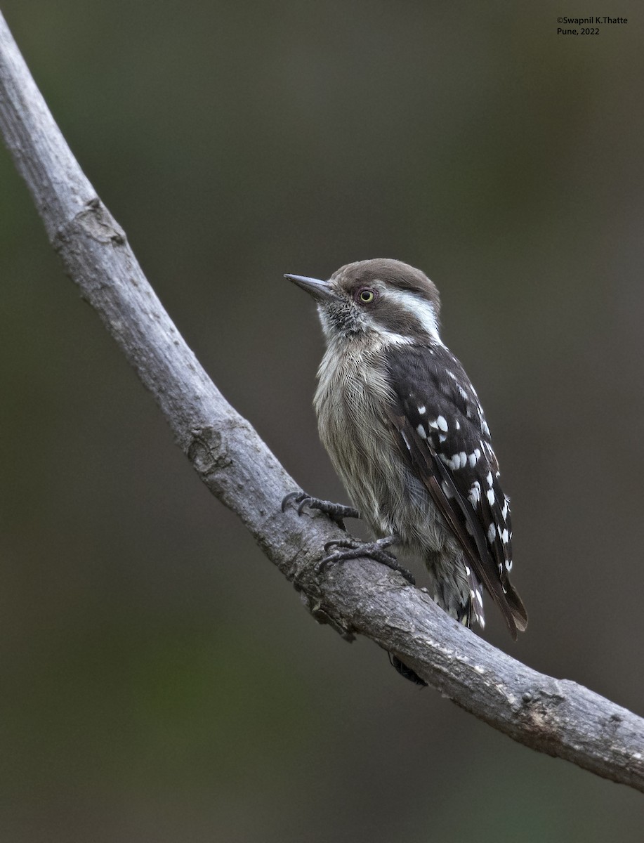 Brown-capped Pygmy Woodpecker - ML463220371