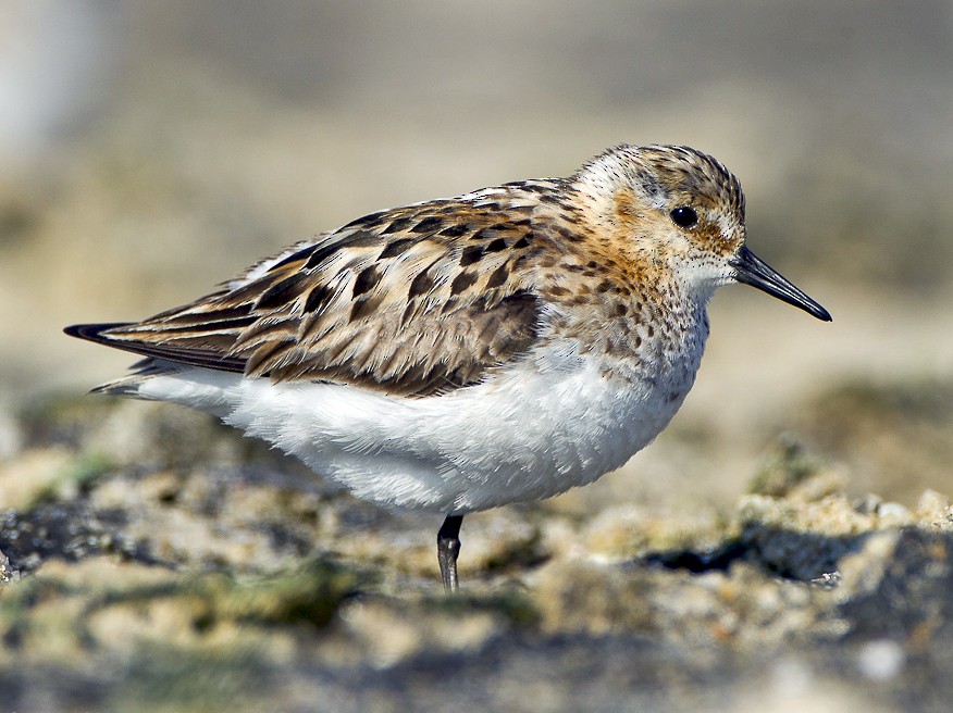 Little Stint - Dorian Anderson