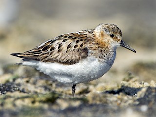 Little Stint - Calidris minuta - Birds of the World