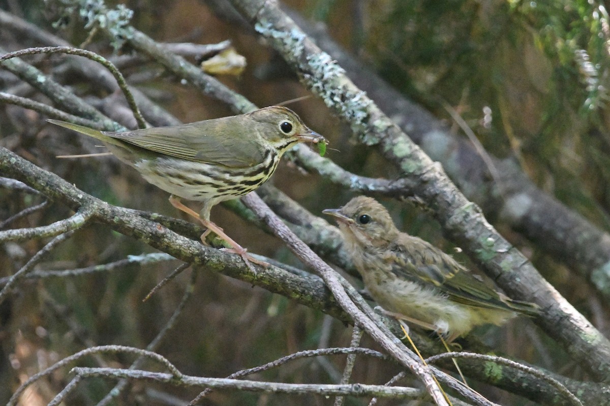 Ovenbird - Dan O'Brien