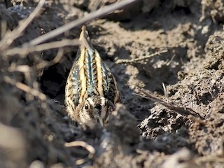 Jack Snipe Ebird