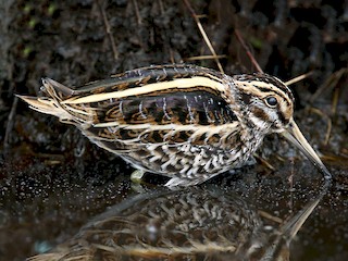  - Jack Snipe