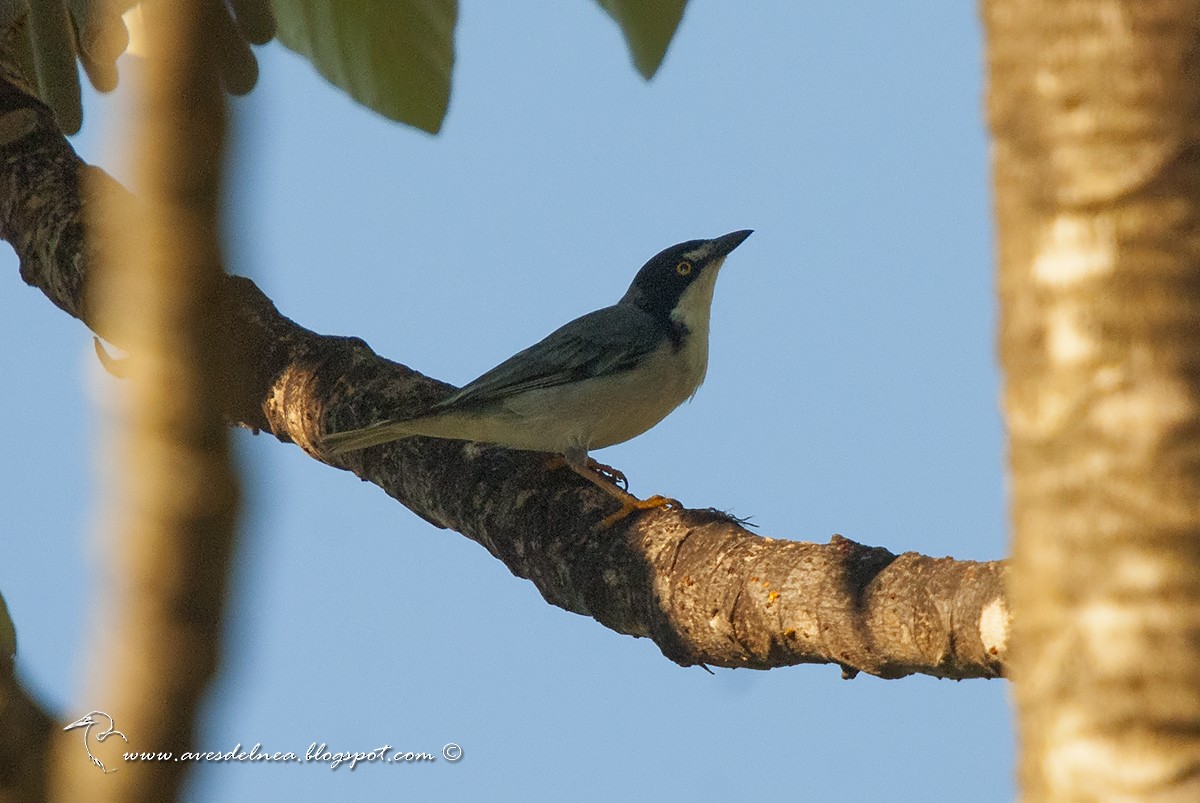 Hooded Tanager - ML46322691