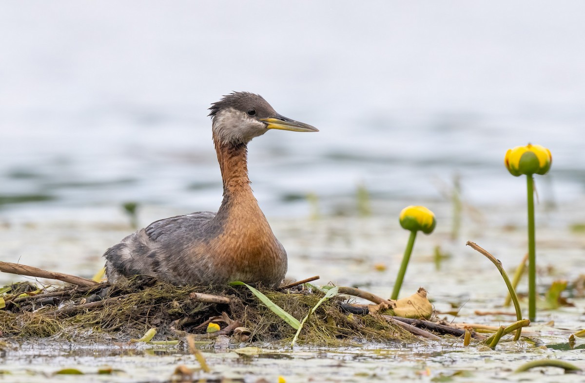 Red-necked Grebe - ML463227001