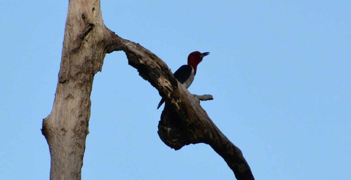 Red-headed Woodpecker - James Armstrong