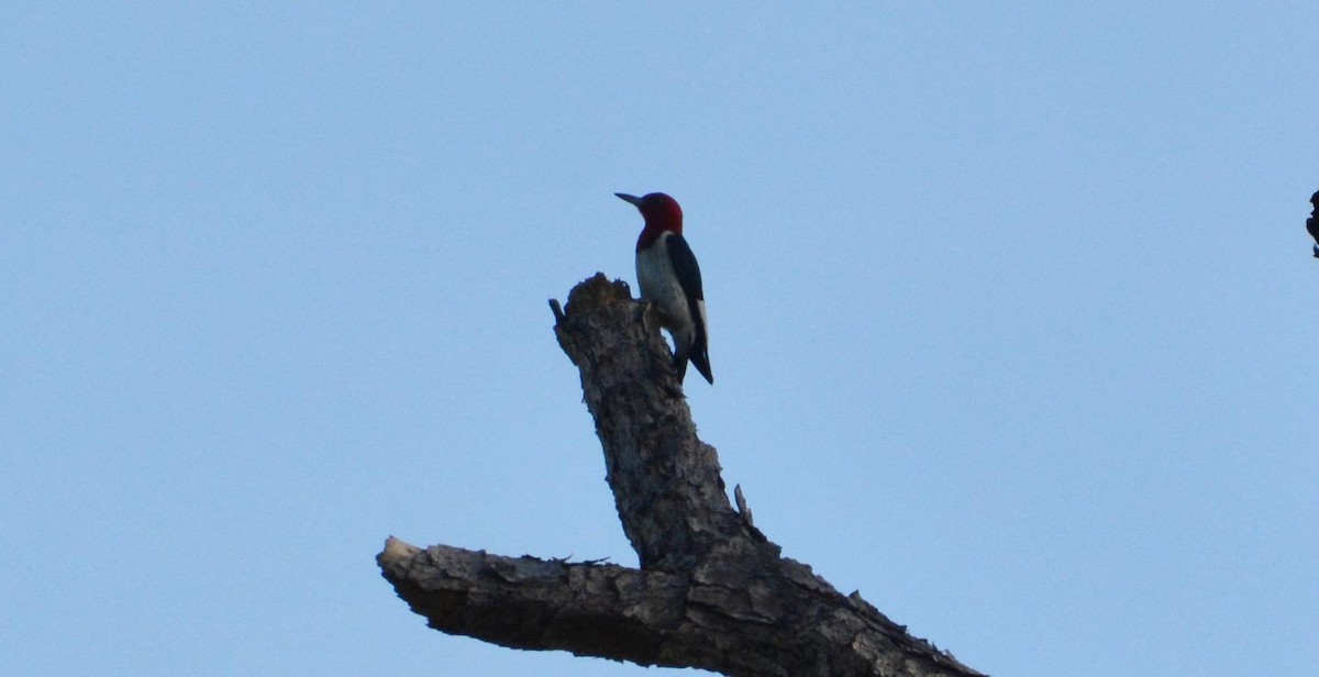 Red-headed Woodpecker - ML463229081