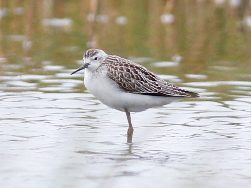 Marsh Sandpiper - Stephan Lorenz