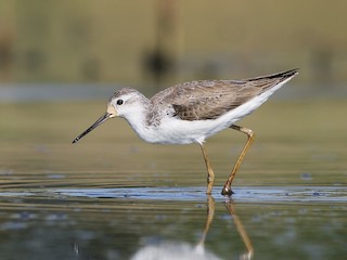 コアオアシシギ - eBird