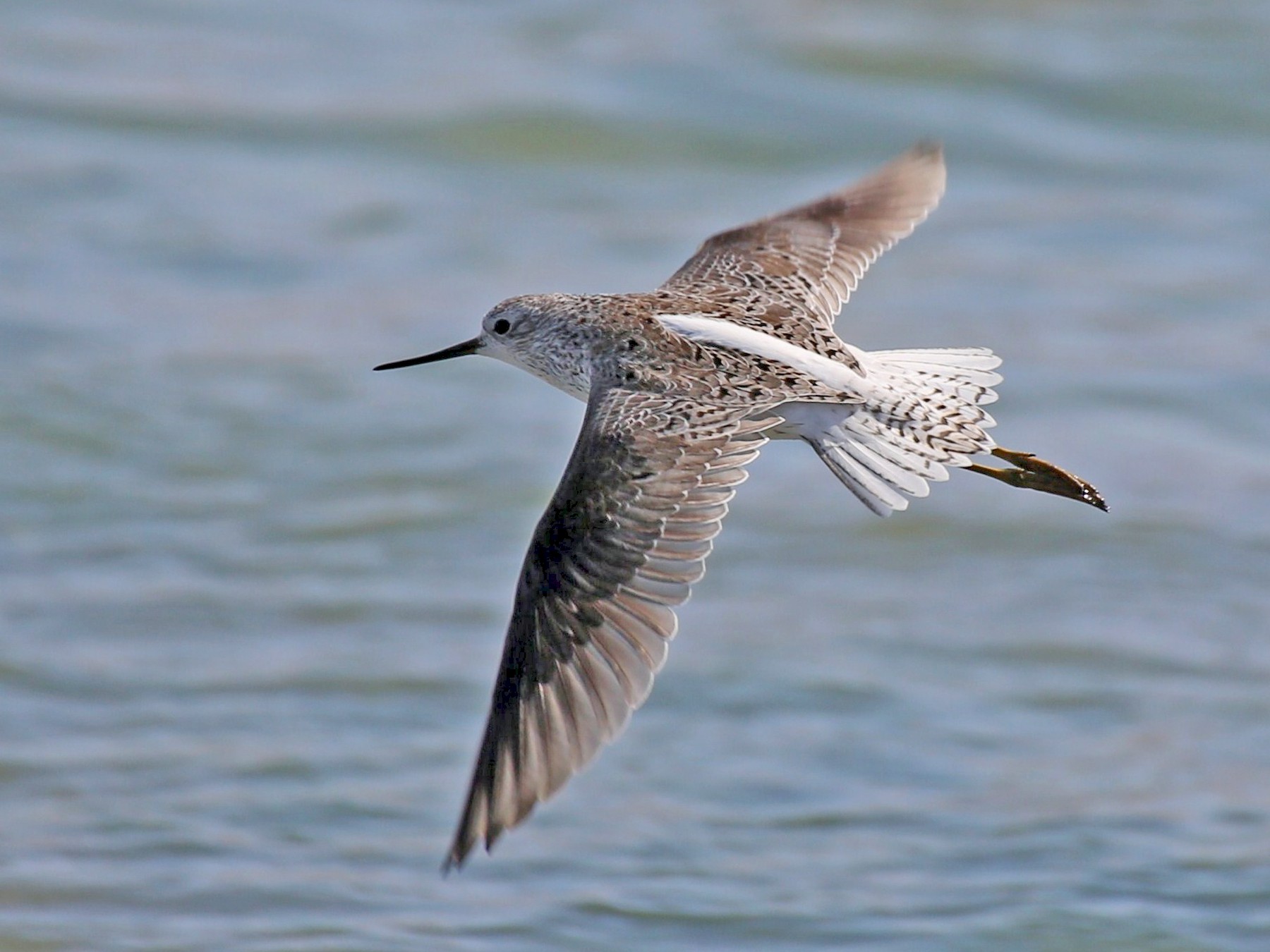 Marsh Sandpiper - Paul Chapman