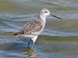  - Marsh Sandpiper