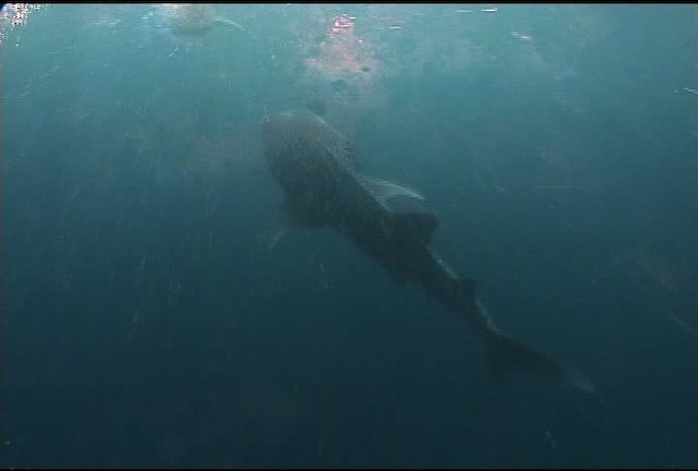Whale Shark - ML463232