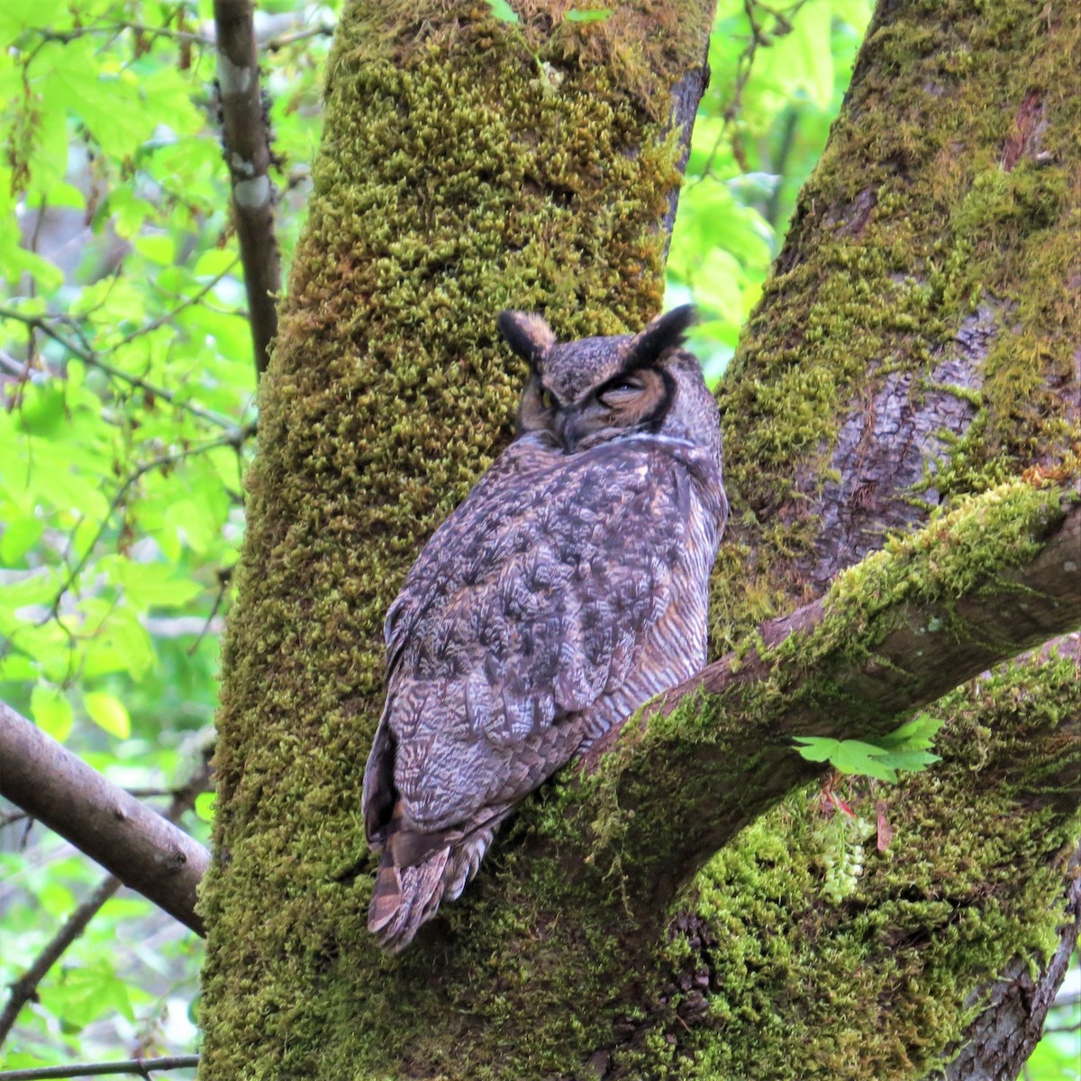 Great Horned Owl - ML463233381