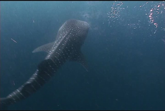Whale Shark - ML463234