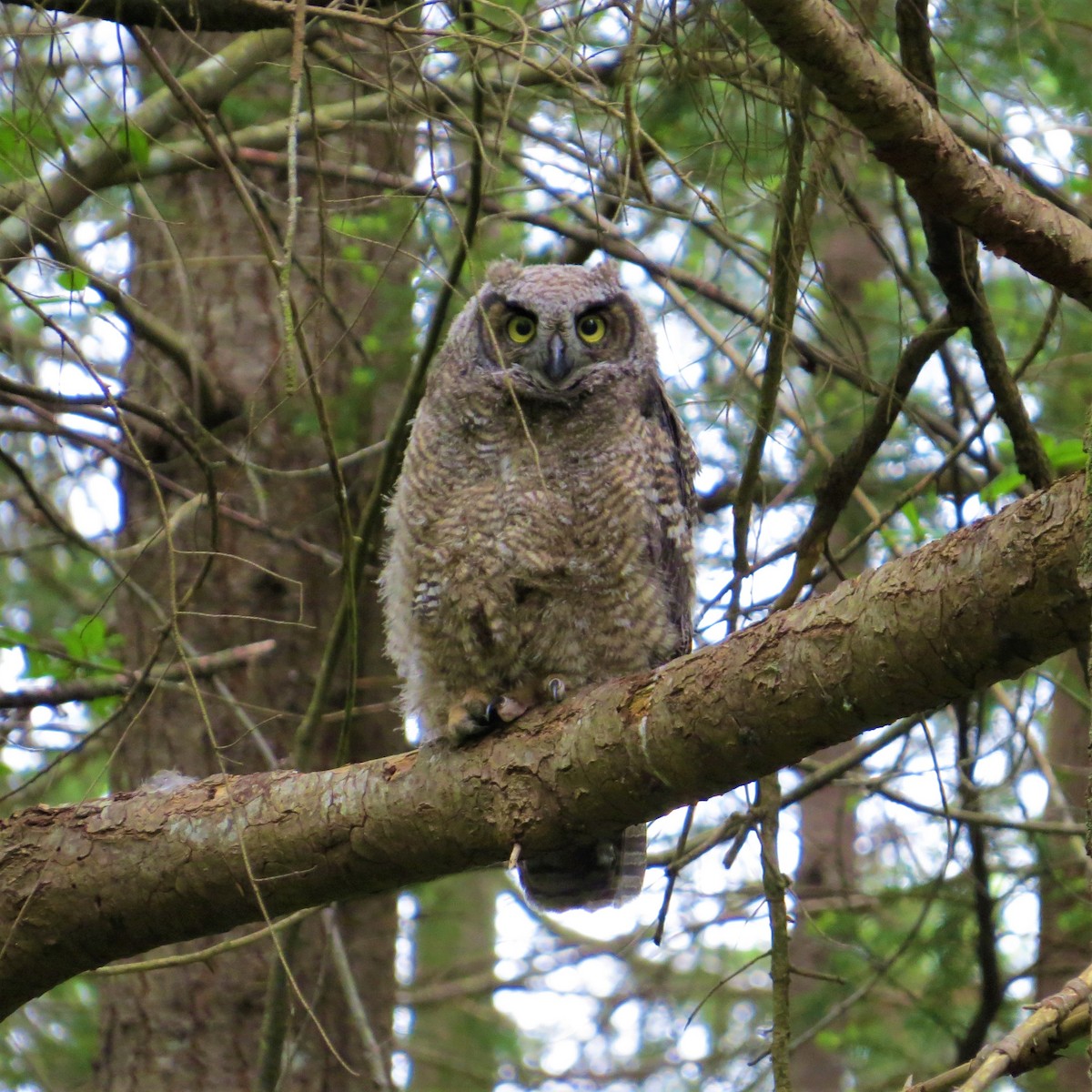 Great Horned Owl - ML463234071