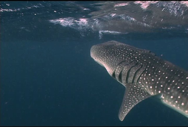 Whale Shark - ML463236