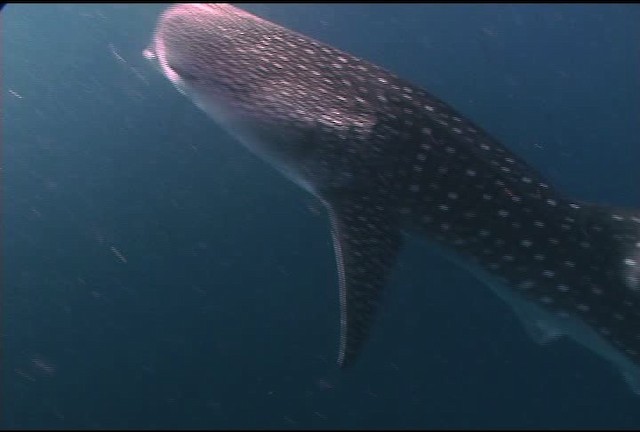 Whale Shark - ML463238