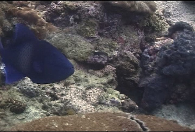 Blue triggerfish - ML463241