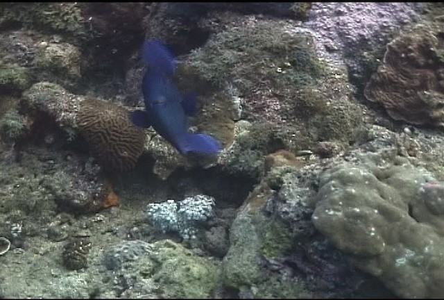 Blue triggerfish - ML463242