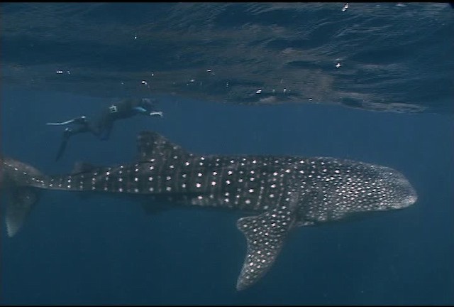 Whale Shark - ML463247