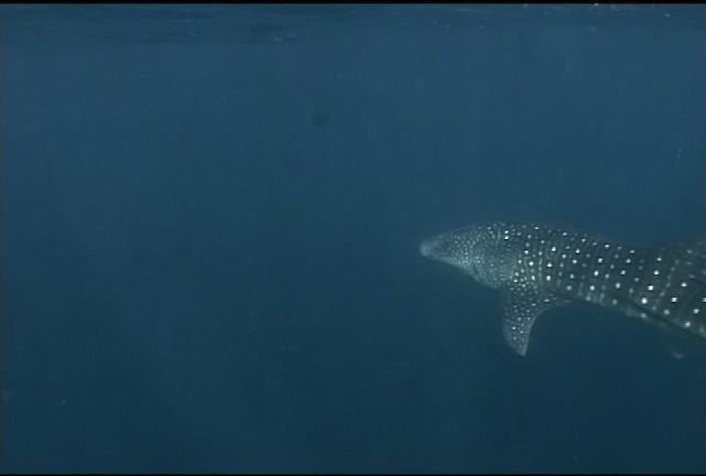 Whale Shark - ML463248