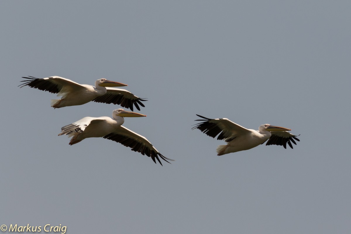 pelikán bílý - ML46325021