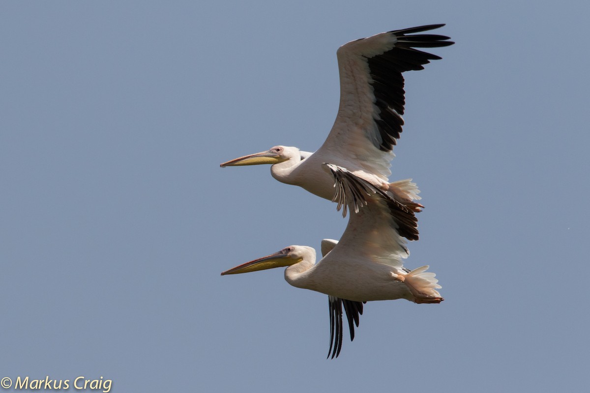pelikán bílý - ML46325121