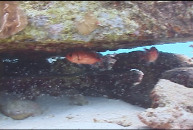 Bastard soldierfish - ML463252