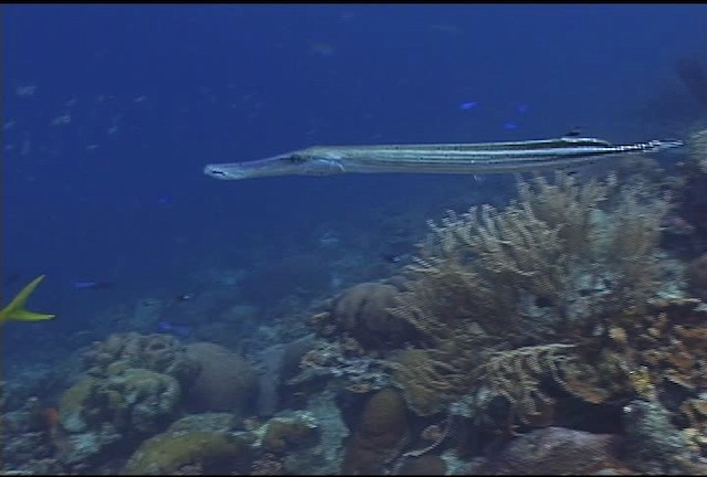 Atlantic trumpetfish - ML463254