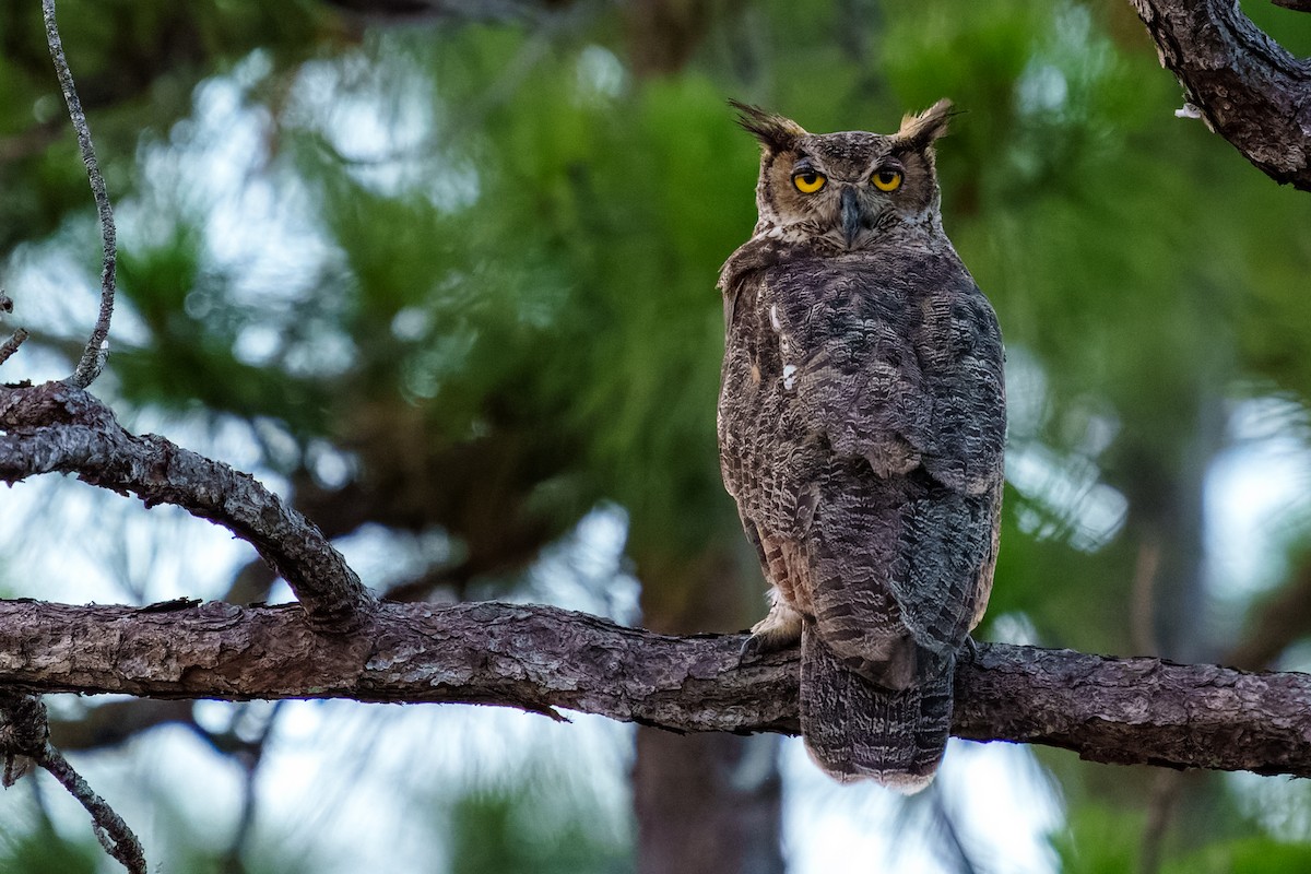 Great Horned Owl - ML463256161