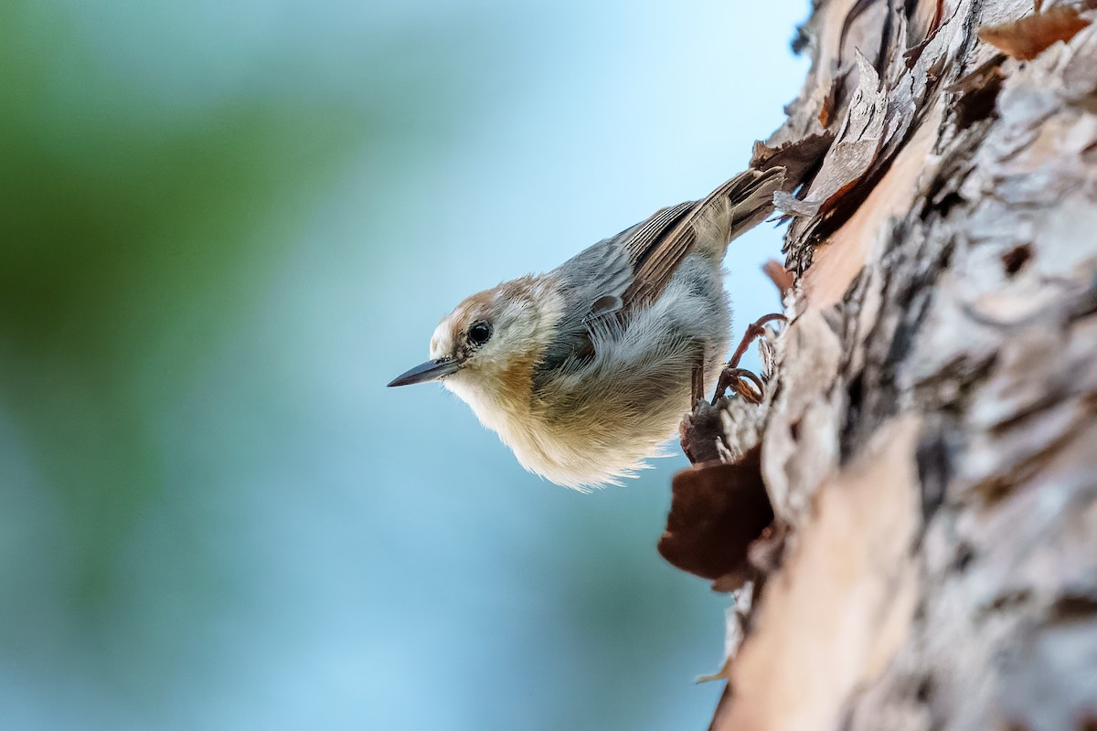 Brown-headed Nuthatch - Neo Morpheus