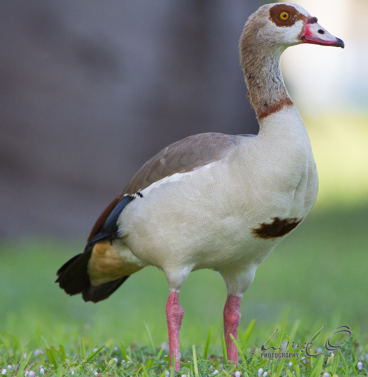 Egyptian Goose - Sig Olsen