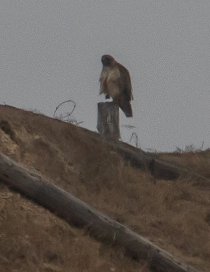 Red-tailed Hawk - ML463261151