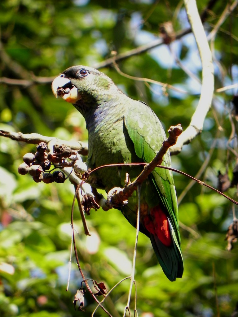 Папуга-червоногуз зеленощокий - ML46326201
