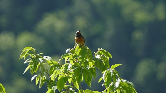 Common Redstart (Ehrenberg's) - ML463264191