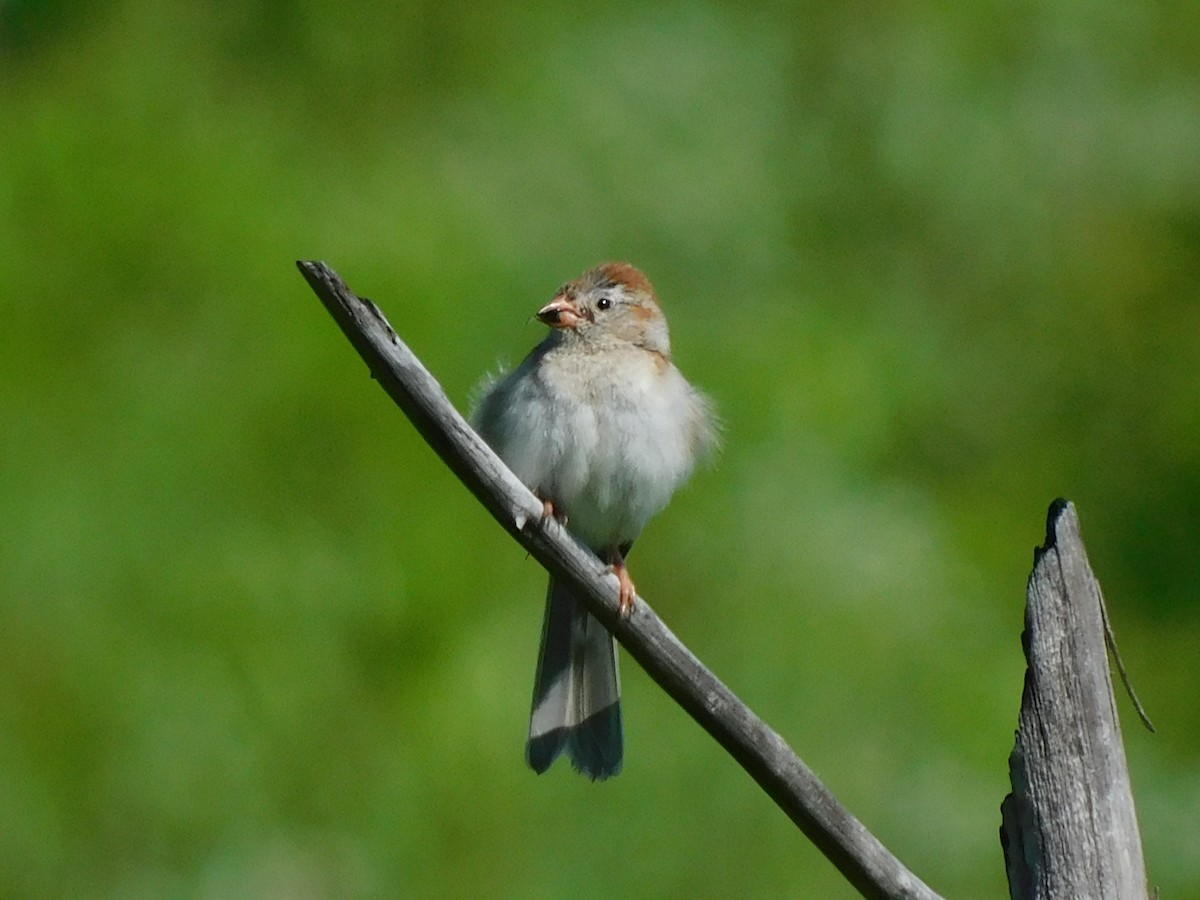 Field Sparrow - ML463267951