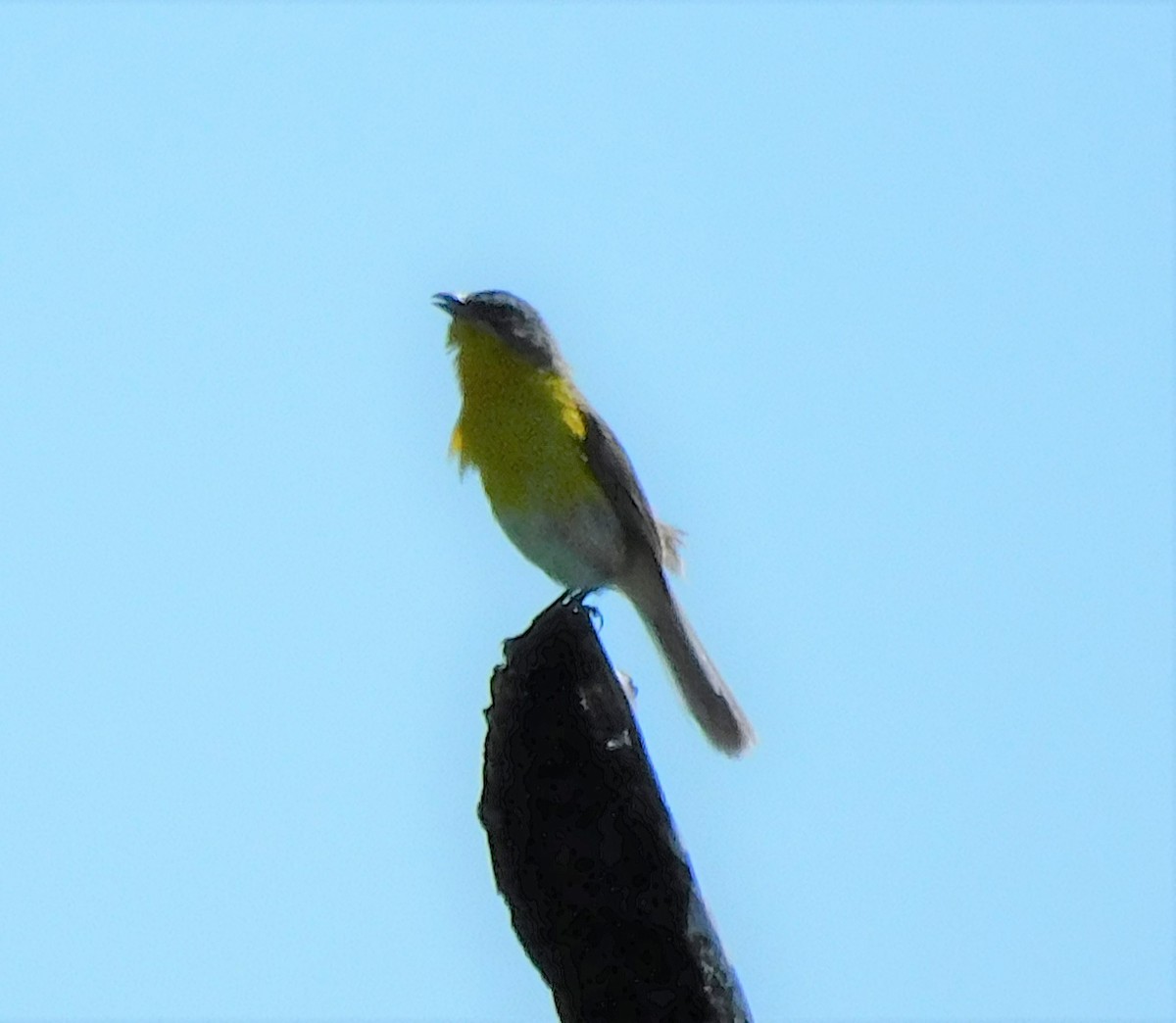 Yellow-breasted Chat - ML463268061