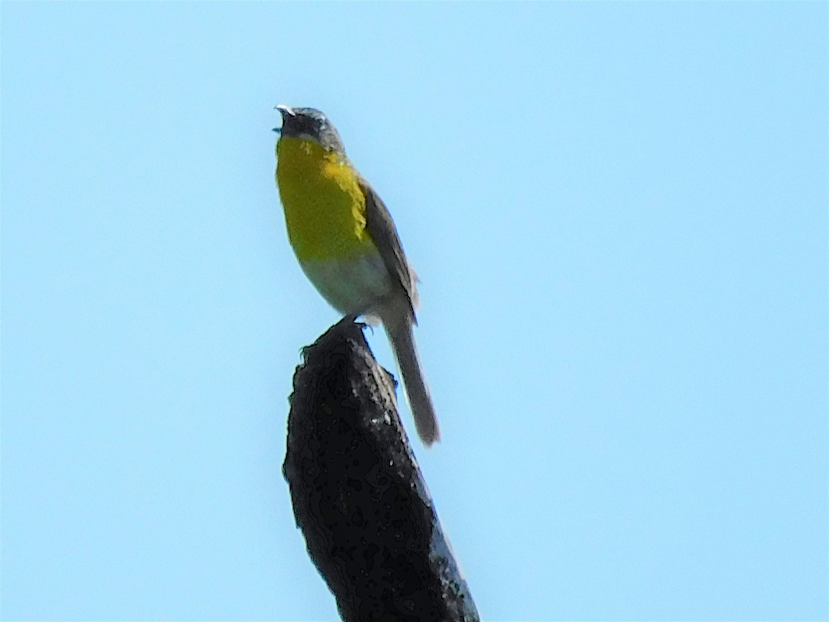 Yellow-breasted Chat - ML463268081