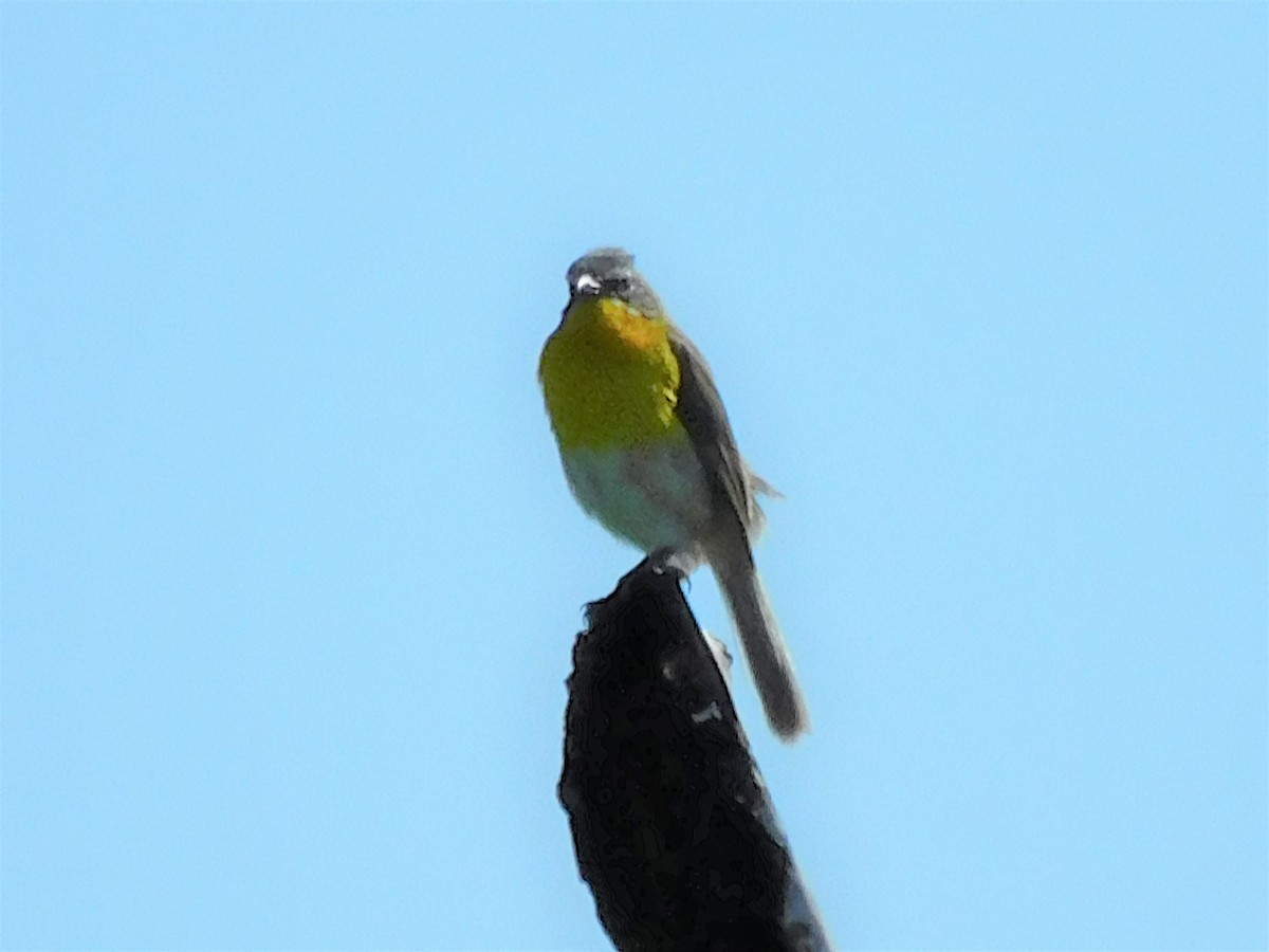Yellow-breasted Chat - ML463268101