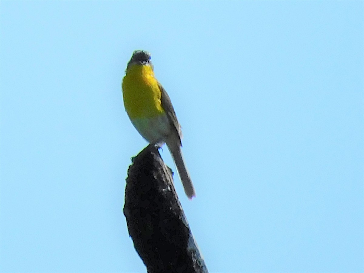 Yellow-breasted Chat - ML463268111