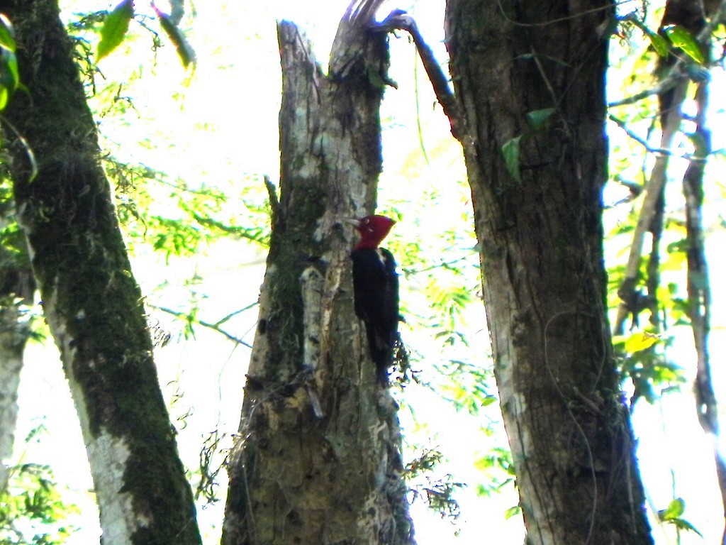 Robust Woodpecker - Helbert Noventa