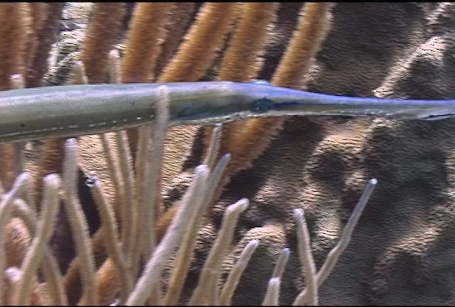 Atlantic trumpetfish - ML463275