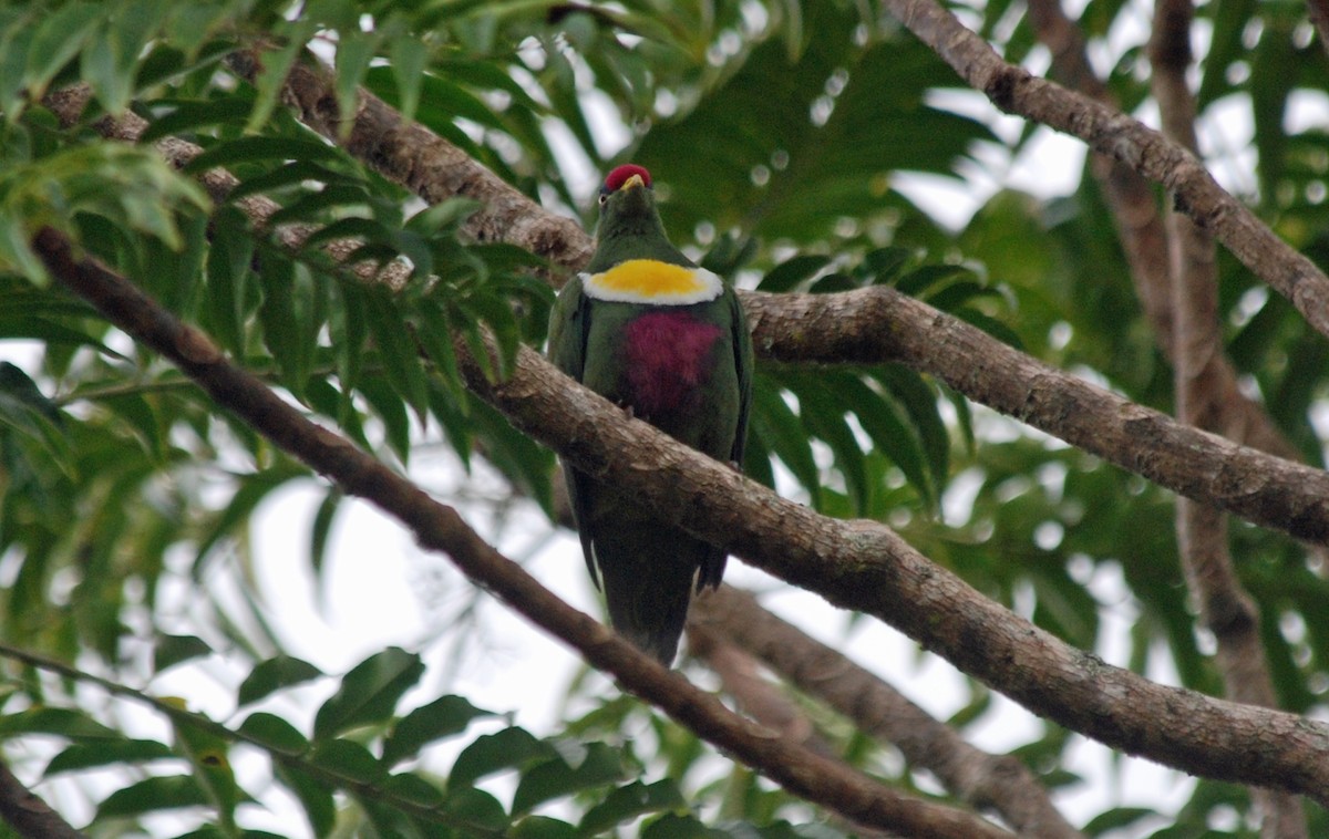 White-breasted Fruit-Dove - Nigel Voaden