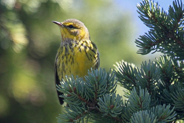 Cape May Warbler - ML46327741