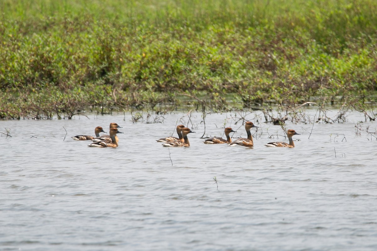 Fulvous Whistling-Duck - ML463280041