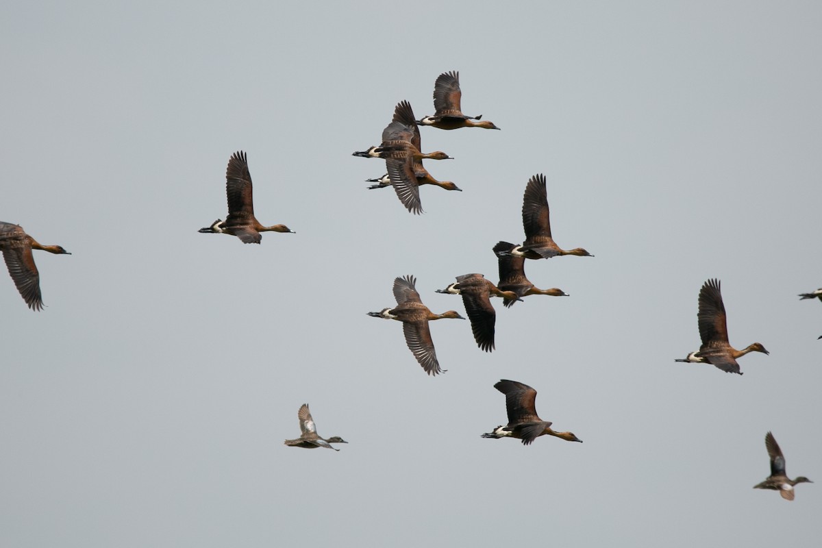 Fulvous Whistling-Duck - ML463280051